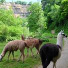 Retour des lamas dans le canyon Bozouls