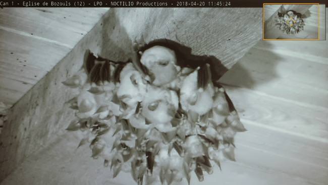 surveillance chauves souris