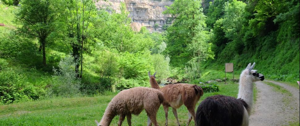 Retour des lamas dans le canyon Bozouls