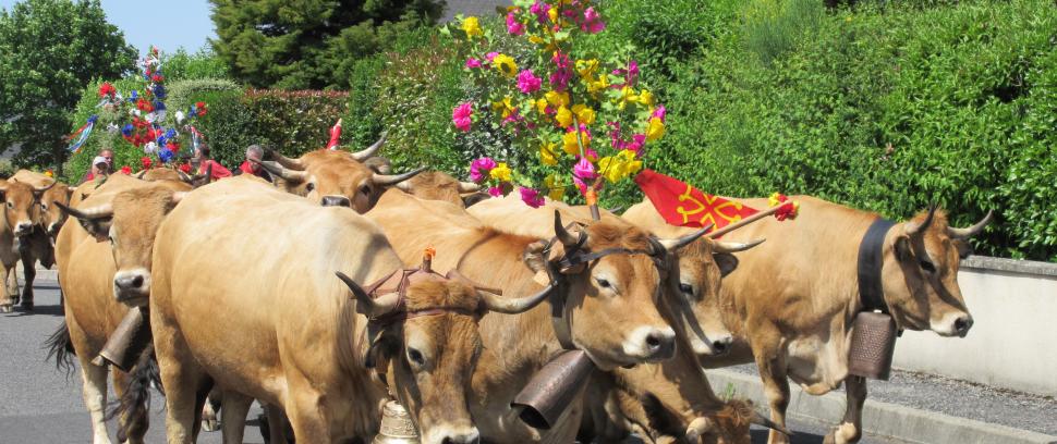 Transhumance à Bozouls