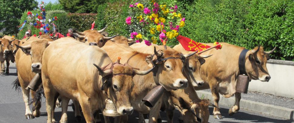Transhumance à Bozouls
