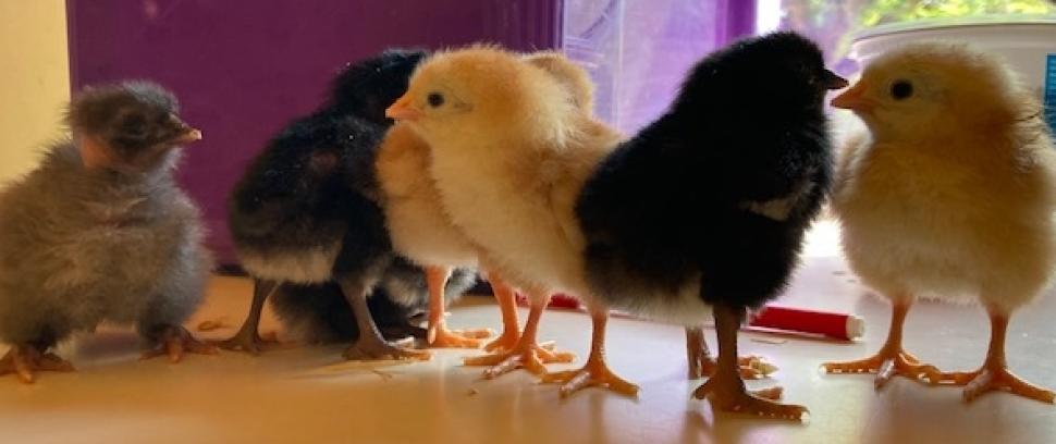 poussins école