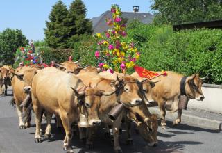 Transhumance à Bozouls