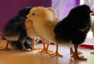 poussins école