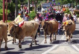 71e année de Transhumance Bozouls