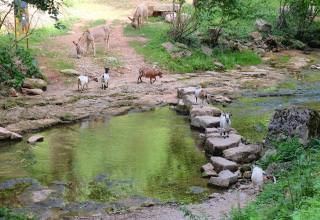 Ecopastoralisme dans le Canyon