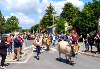 Transhumance à Bozouls 2025