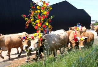 Transhumance 2024 à Bozouls
