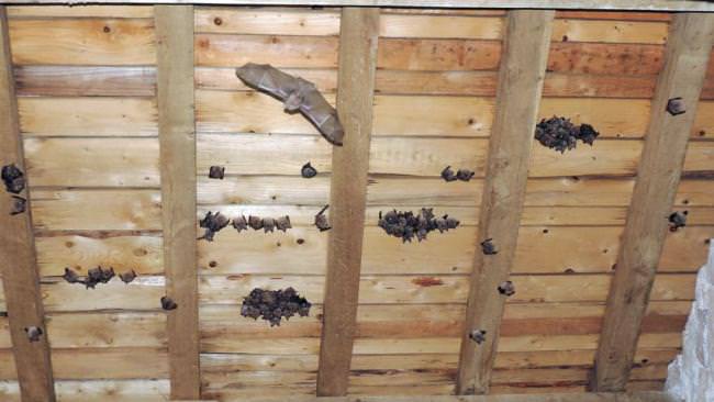 chauves souris grappe
