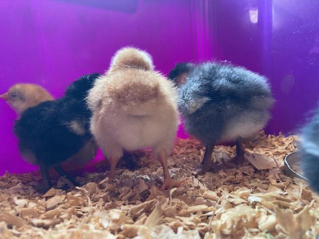 Les poussins n'aiment pas les photos !